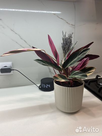 Строманта триколор