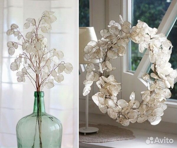 Букет лунарии