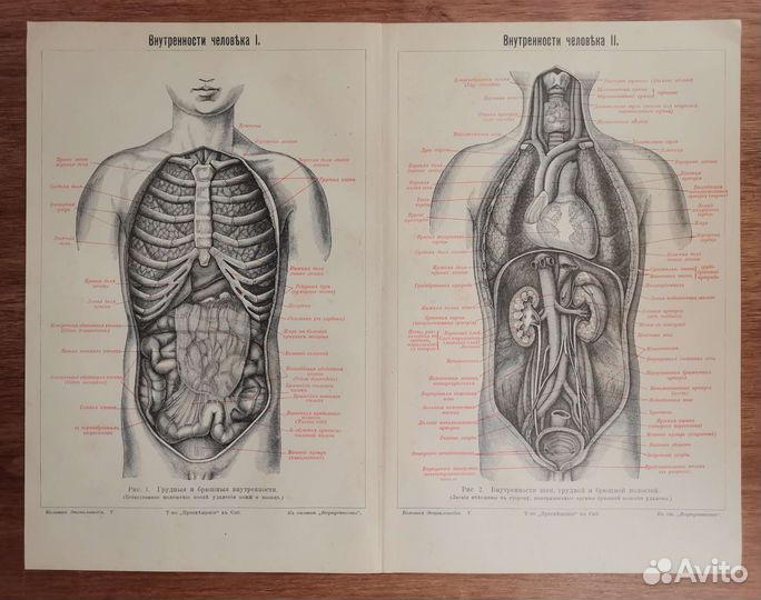 Антикварные гравюры Анатомия Медицина, разные