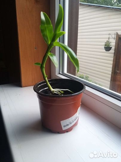 Орхидея дендробиум