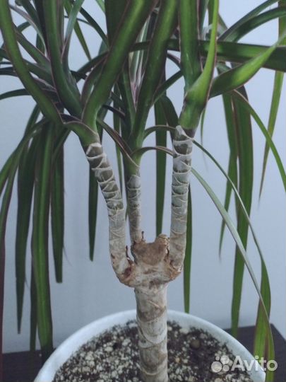 Драцена, колеус сортовой, диффенбахия