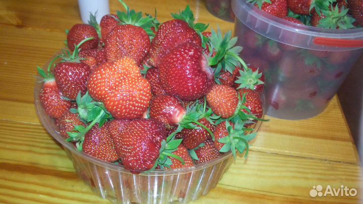 Рассада клубники азия,максим