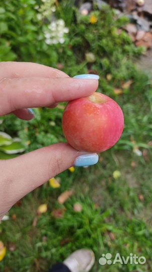 Яблоки ранетки Любава домашние
