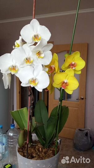Орхидеи фаленопсис сортовая групповая посадка