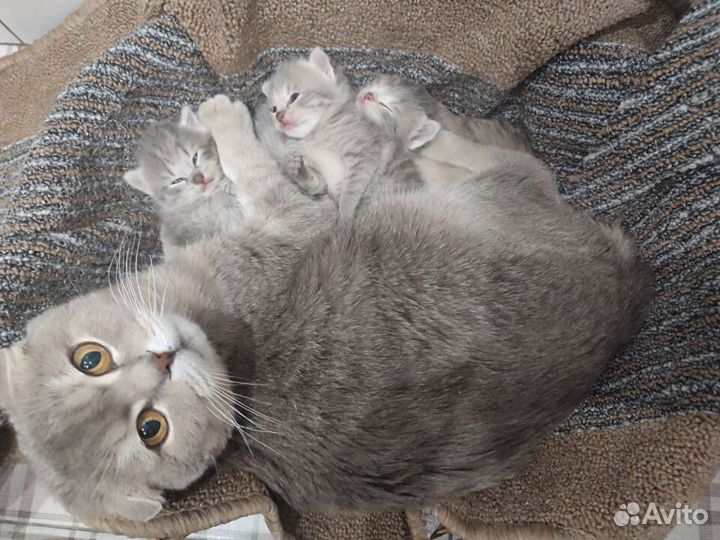 Котята от вислоухой кошечки