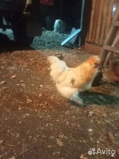 Петухи породы 