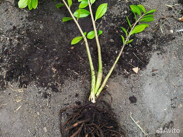 Комнатные цветы