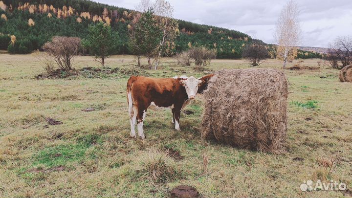 Телята бычки телки