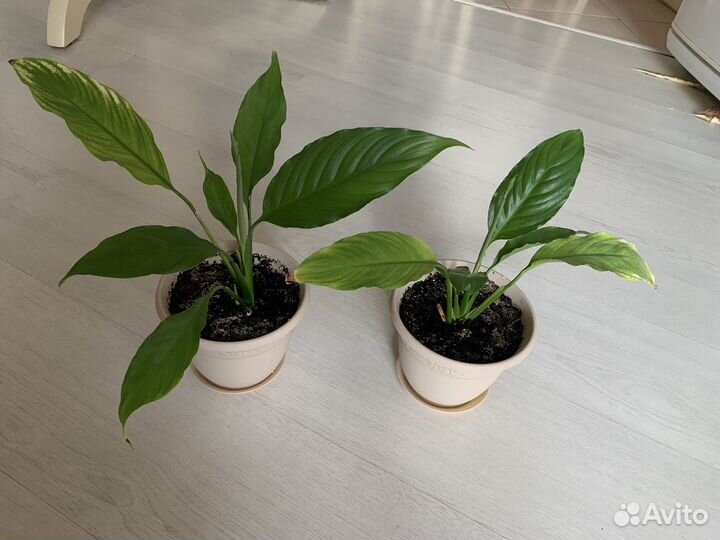 Спатифиллум