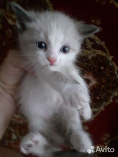 Симыны дети