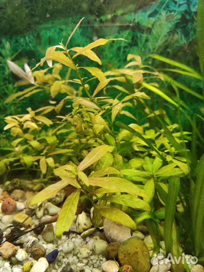 Аквариумные растения Валиснерия, Гигрофила