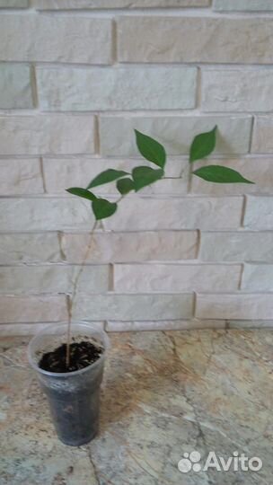 Маклюра яблоконосная