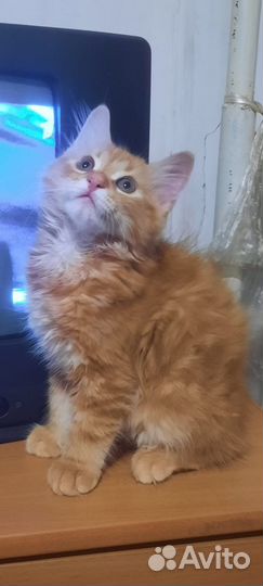 Отдам котят