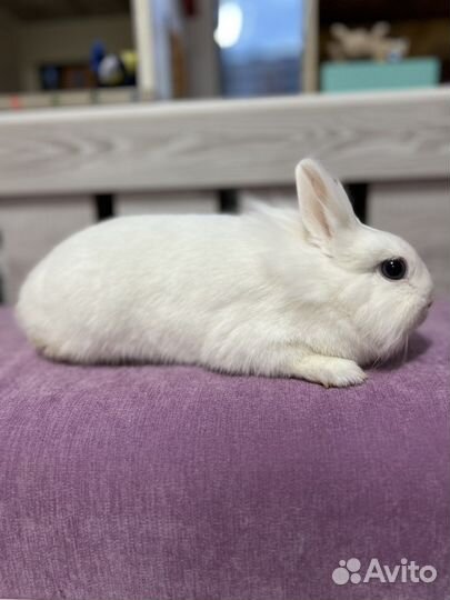Кролик декоративный (порода львиноголовый)