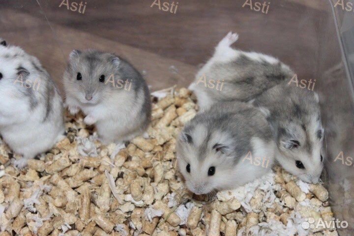 Джунгарский хомячки NEW окрас сама нежность