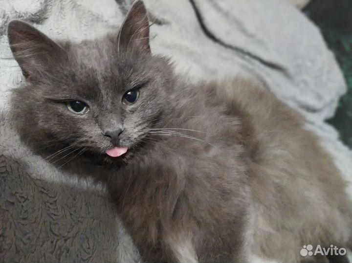 Котики бесплатно в добрые руки