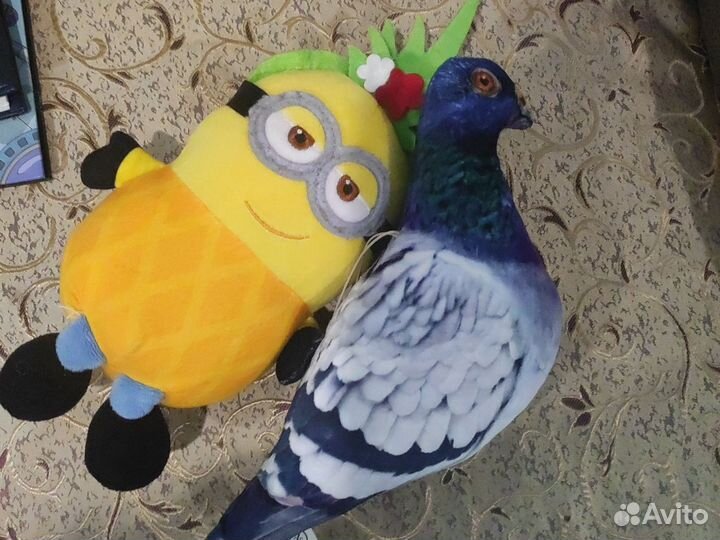 Голубь, носки, купальник