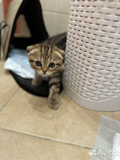 Котята британцы вислоухие