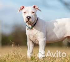 Амстафф, вязка