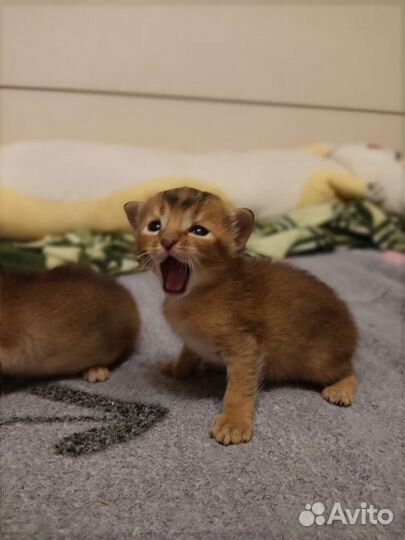Котята чаузи
