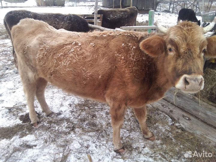 Коровы и телочки