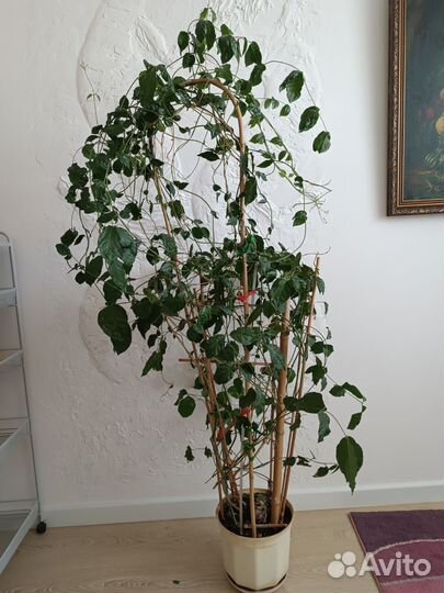 Жасмин, высота 160 см