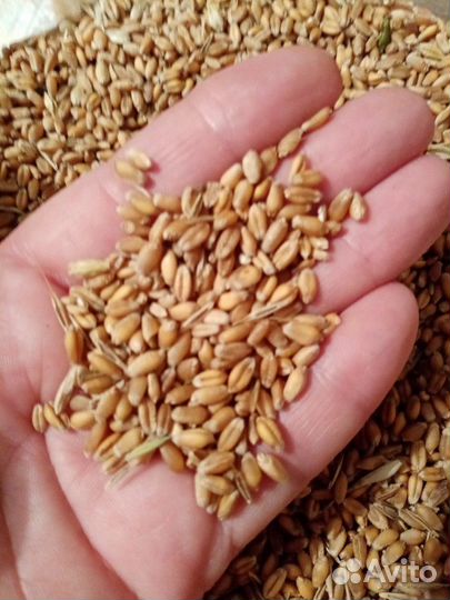 Пшеница, ячмень