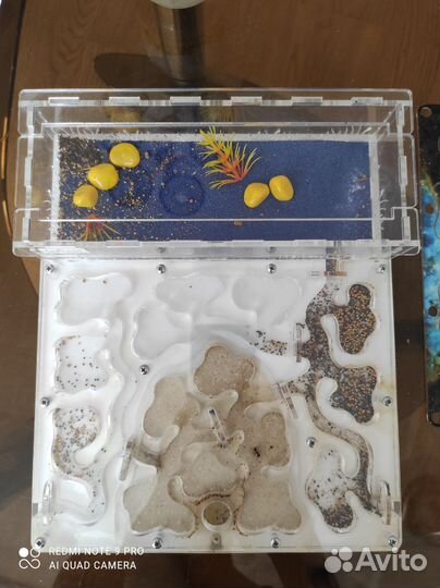 Муравьиная ферма с муравьями