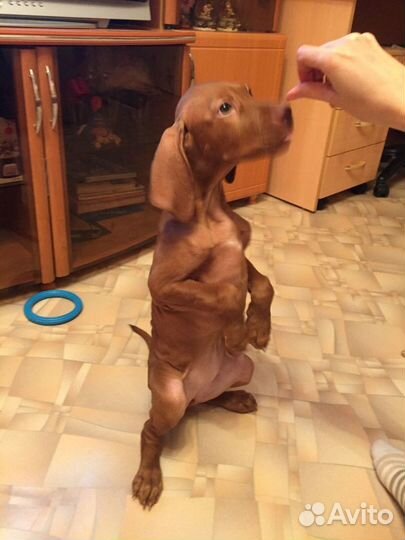 Венгерская (короткошёрстная легавая) выжла, щенки