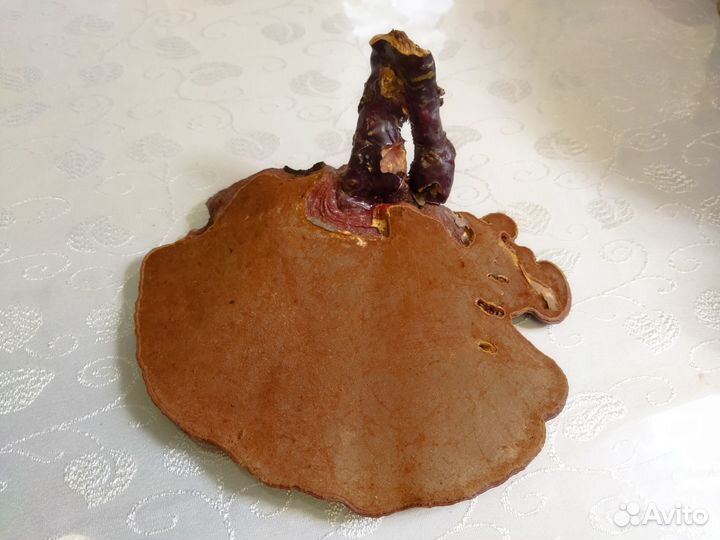 Рейши (линчжи) - лекарственный сушеный гриб