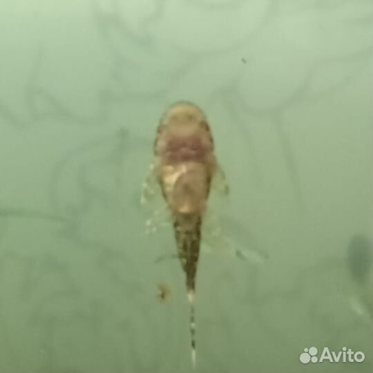 Сомики анциструсы