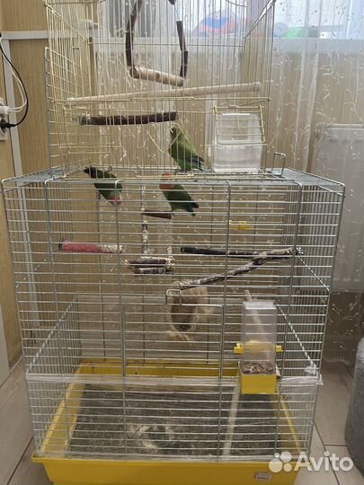 Неразлучники