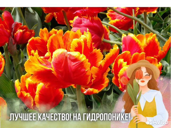 Тюльпаны оптом от производителя