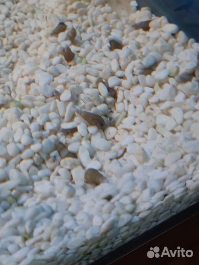 Улитки мелании