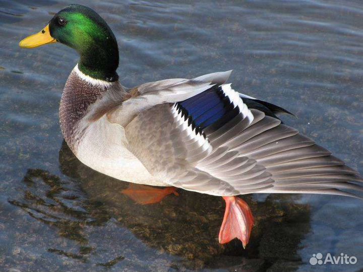 Молодняк птицы