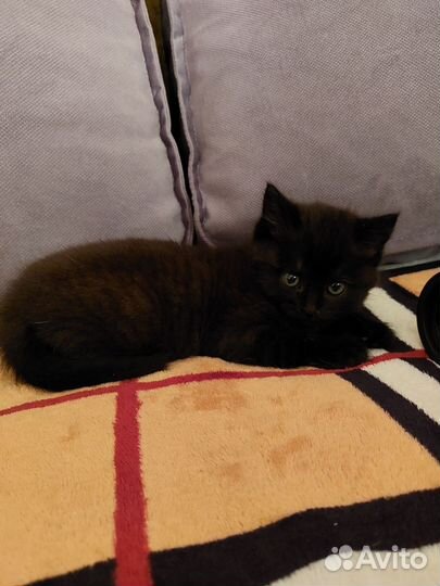 Кошка в дар бесплатно