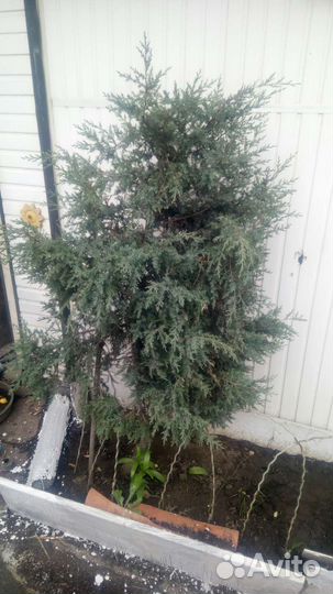 Можжевельники