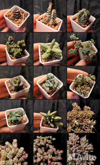 Эхеверии, крассулы и другие суккуленты