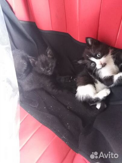 Котята ищут любящих хозяев