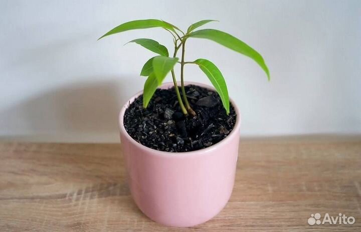 Продам Манго