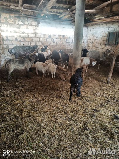 Ягнята на мясо и на шашлык