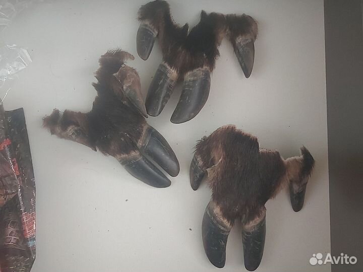 Когти кабана