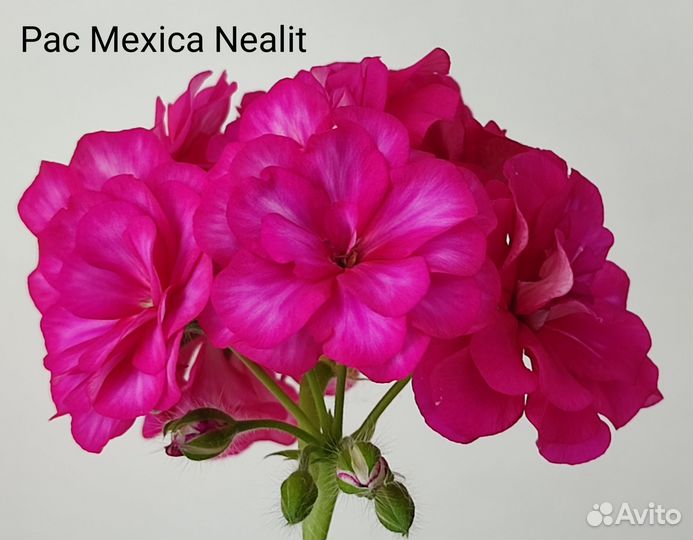 Пеларгонии сортовые