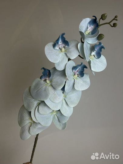 Орхидеи, цветочные композиции, украшение квартиры