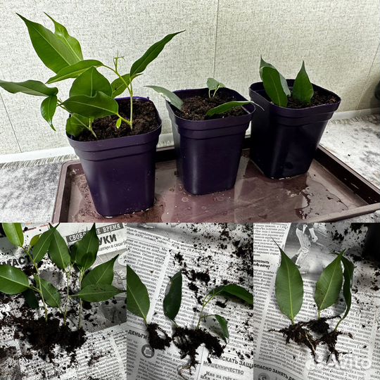 Фикус бенджамина