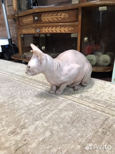 Персидская, донской сыинкс