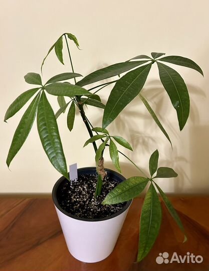 Пахира акватика