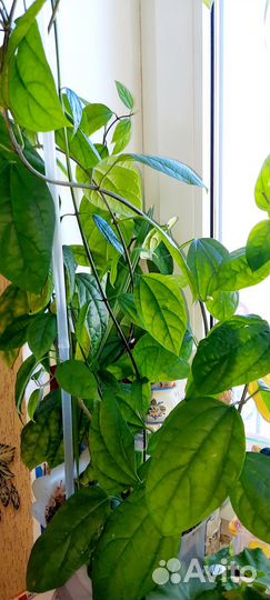 Клеродендрум томпсон