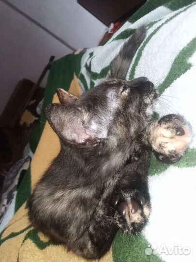 Кошечка в добрые руки