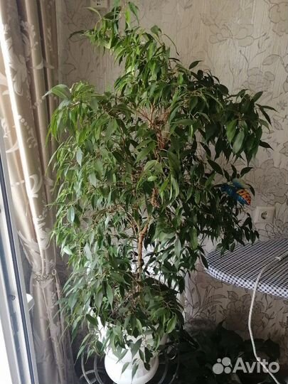 Бенджамина